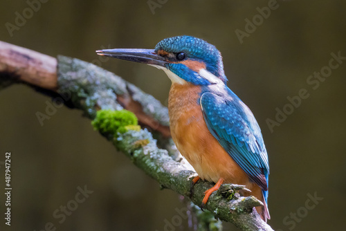 Kingfisher Alcedo atthis a beautiful colorful bird sitting on a branch © PhotoVlk