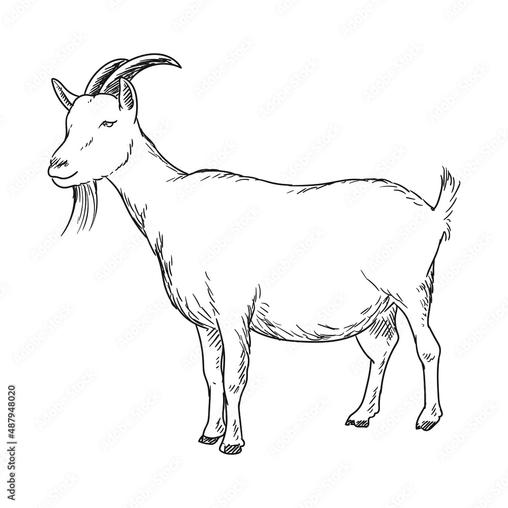 Fototapeta premium goat farm animal drawing illustration