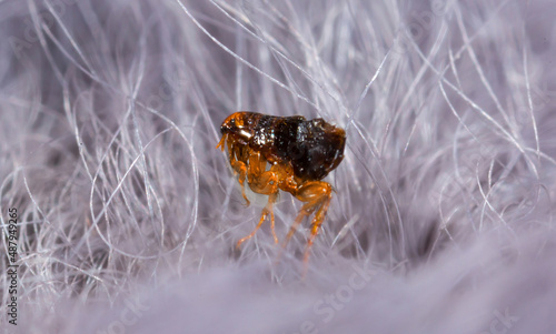 Flea in animal fur close up. The destruction of parasites in pets.