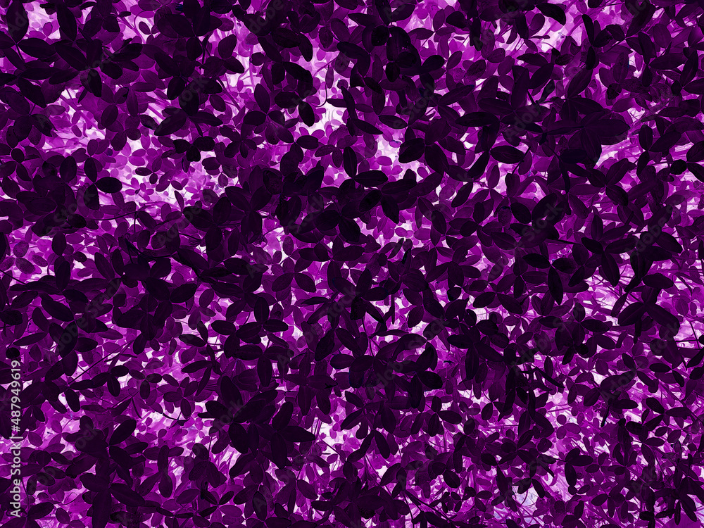 Beautiful leaf, purple neon night color toned, dark nature background Beautiful leaf, purple neon night color toned, dark nature background