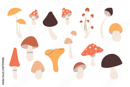 Collection hand drawn mushroom elements for your design