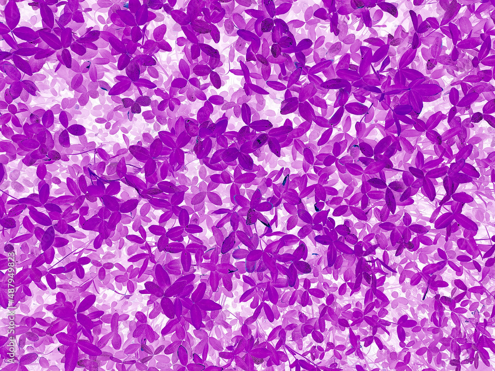 A abstract Purple leaves texture background