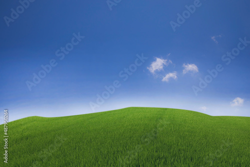 Green meadows with blue sky and clouds background. © Rungsan