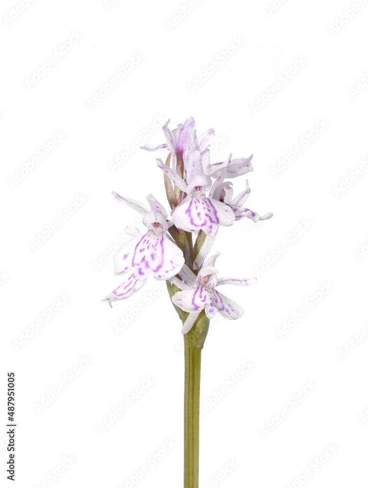 Close-up on flowers of heath spotted orchid Dactylorhiza maculata on white background