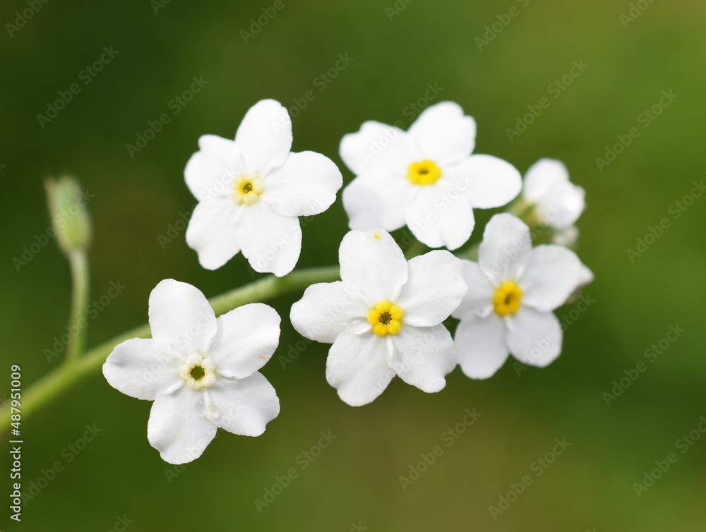 The wildflower Woodland Forget-me-not Myosotis sylvatica white form The wildflower Woodland Forget-me-not Myosotis sylvatica white form