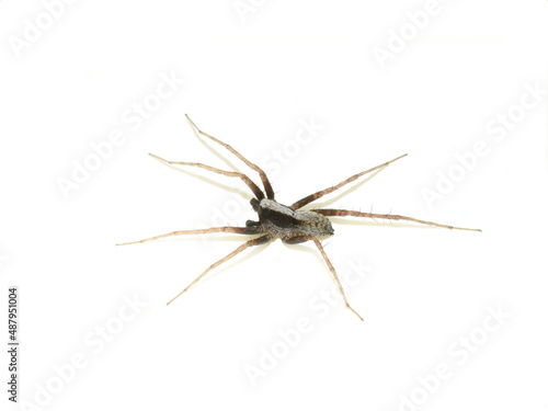 Obraz na płótnie Pardosa lugubris wolf spider isolated on white background