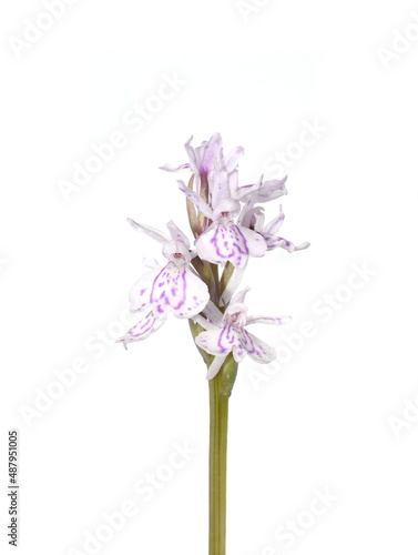 Fototapeta Naklejka Na Ścianę i Meble -  Close-up on flowers of heath spotted orchid Dactylorhiza maculata on white background