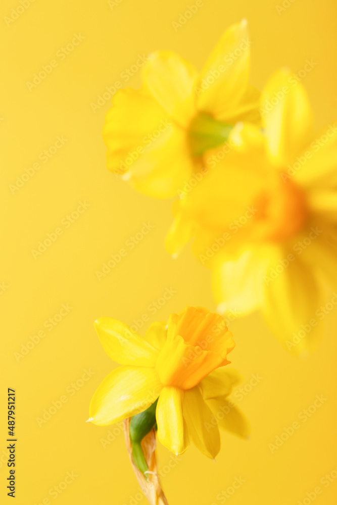 Fototapeta premium Yellow daffodil on yellow background. Conceptual background with narcissus with copy space.