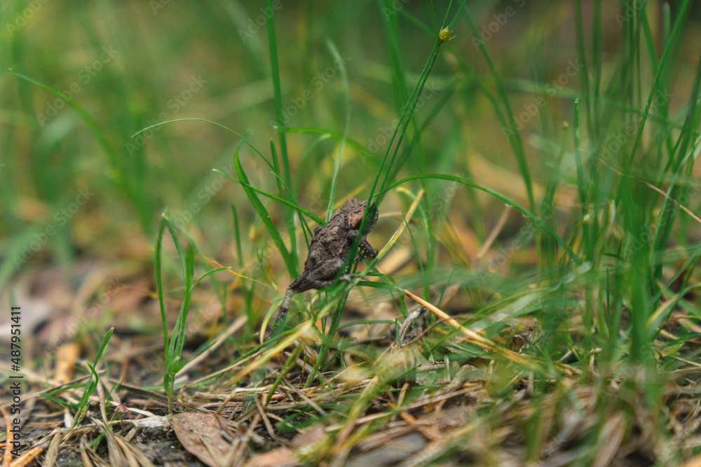 Frosch auf Grashalm Frosch auf Grashalm