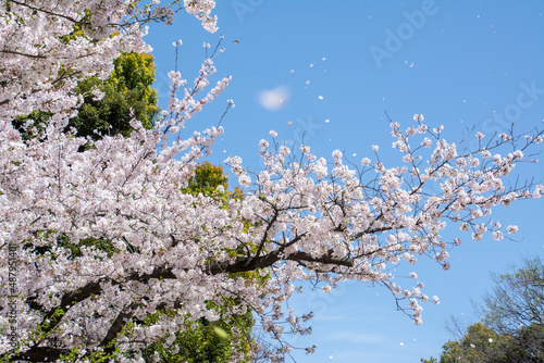 Cherry Blossom Tree
