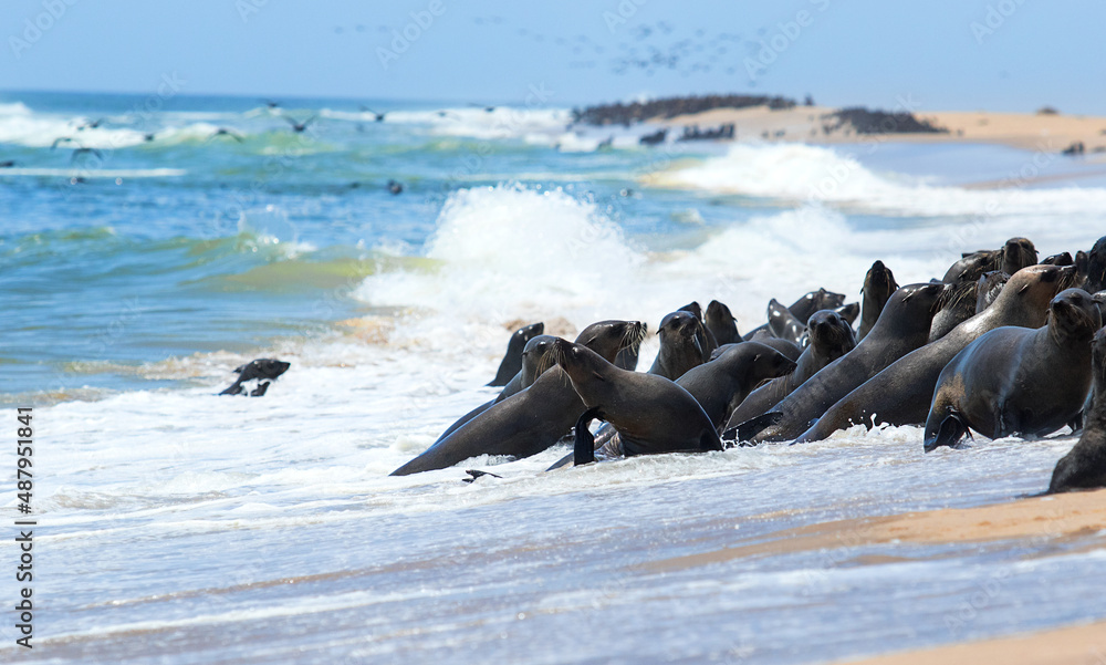 Fototapeta premium seals in the wild in water splashes
