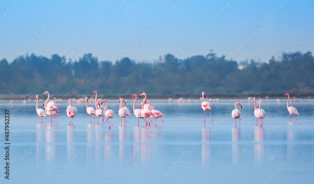 A flock of birds Pink flamingos walk along the blue salt lake of Cyprus in the city of Larnaca. Romance concept, tender love background. Beautiful nature, the world of wild animals.