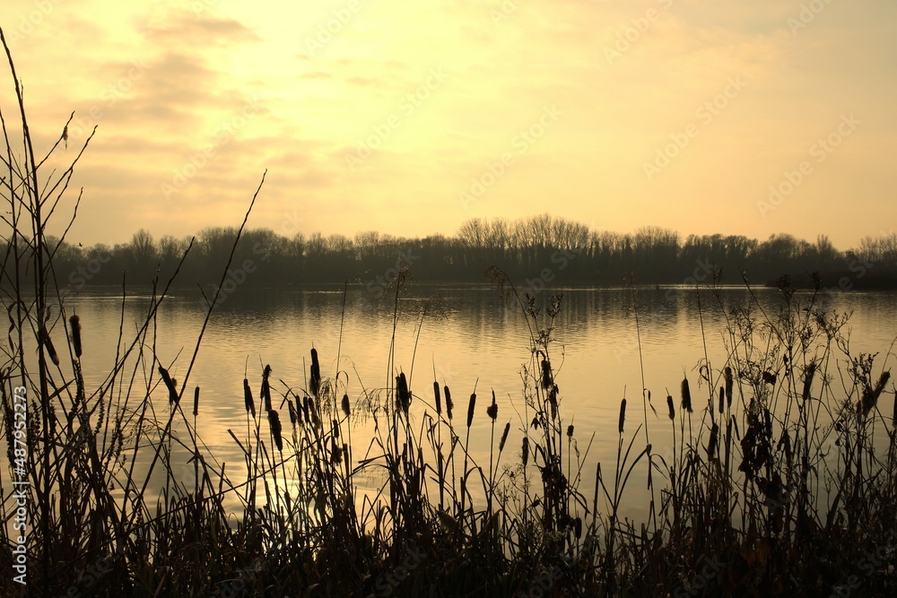 Winter sunset over tranquil lake with reeds and woods
