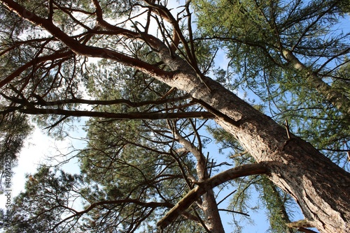 Looking up at golden pine trees in summer © Brent