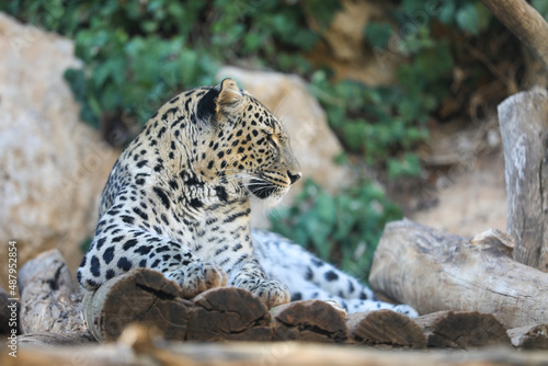 Leopards are elusive nocturnal creatures that are seen suprisingly often during the day, especially as youngsters that are out and about exploring. High quality photo photo