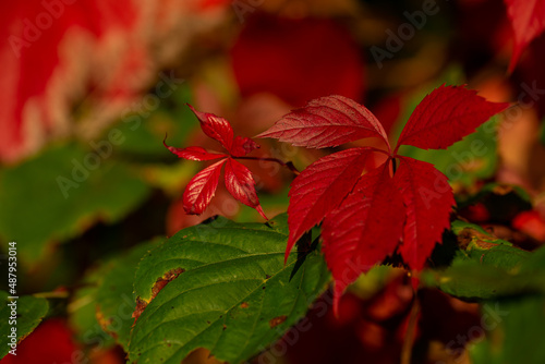 Czerwone ma  e li  cie na zielonym tle  winobluszcz pi  ciolistkowy  Parthenocissus quinquefolia .