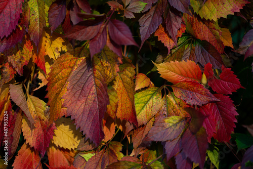 Kolory liści w różnym stadium zmiany barwy. Winobluszcz pięciolistkowy, Parthenocissus quinquefolia .