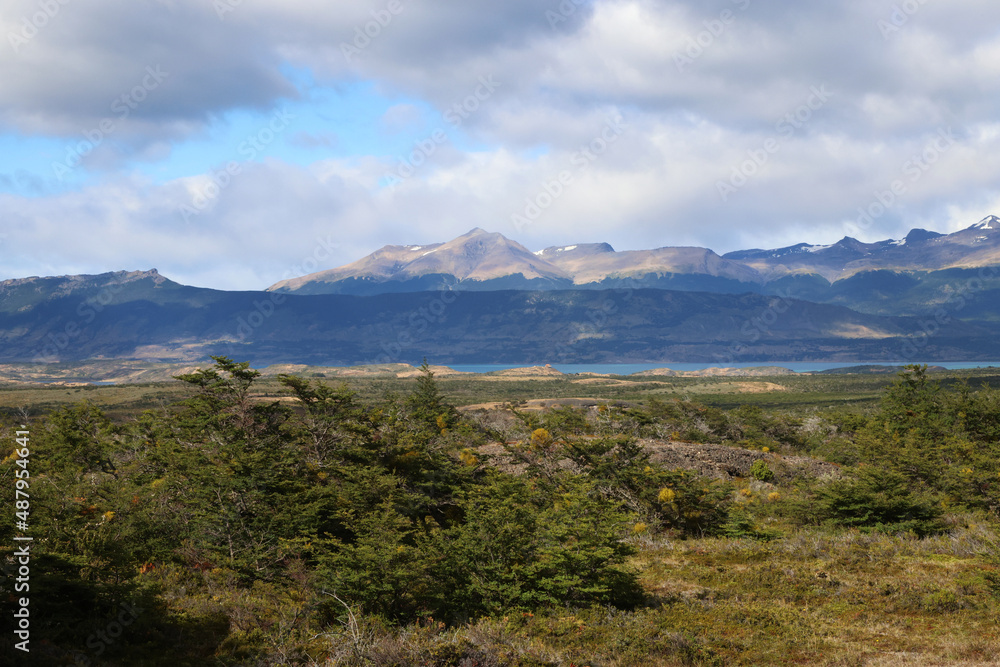 Fototapeta premium Typical vegetation of Patagonia, Chile