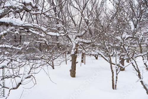 twigs forest fruit tree dry firewood snow