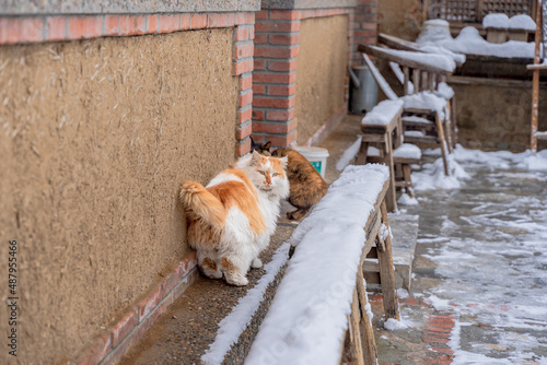 group of cats in the yard snow day © 文普 王