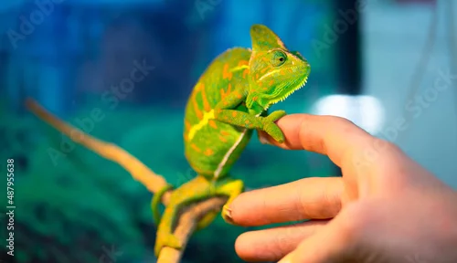 Obraz Beautiful Chameleon closeup isolated on white background. Multicolor beautiful reptile chameleon with colorful bright skin. The concept of disguise and bright skins. Exotic tropical animal.