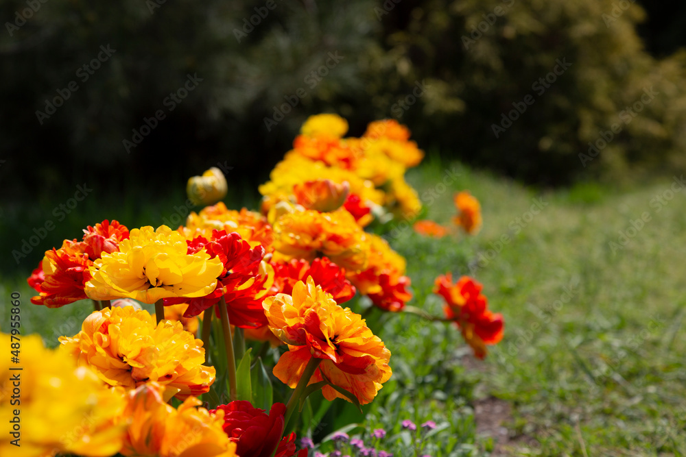 Orange peony-flowered Double Late tulips Tulipa Double Beauty of Apeldoorn bloom in a garden in April