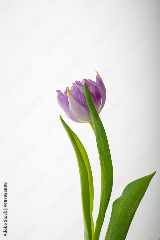 Beautiful tulip flower on a white background.
