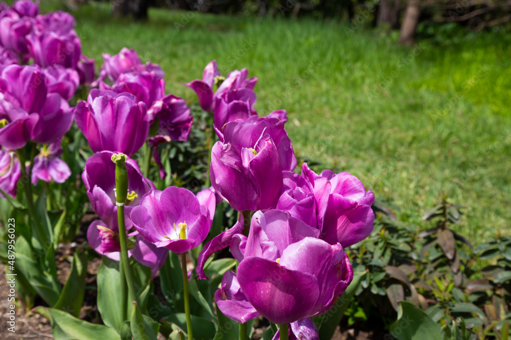Fototapeta premium Close-up view on the button of violet, purple tulip flower in spring
