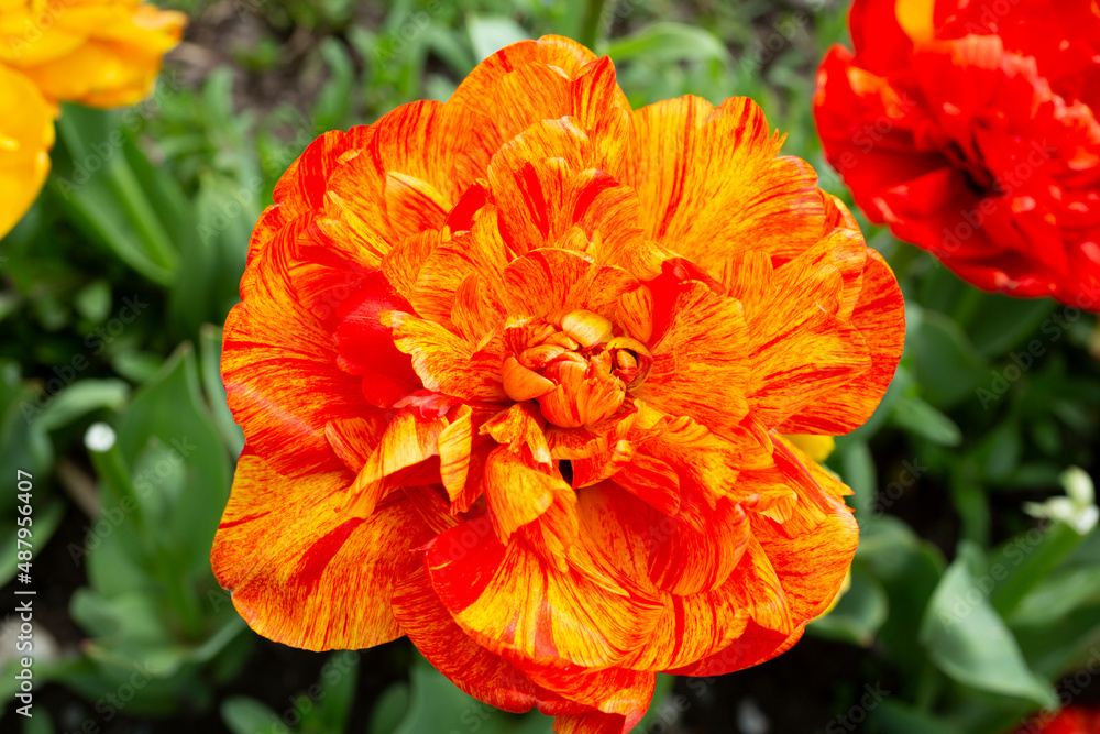 close-up Orange peony-flowered Double Late tulips Tulipa Double Beauty of Apeldoorn bloom in a garden in April