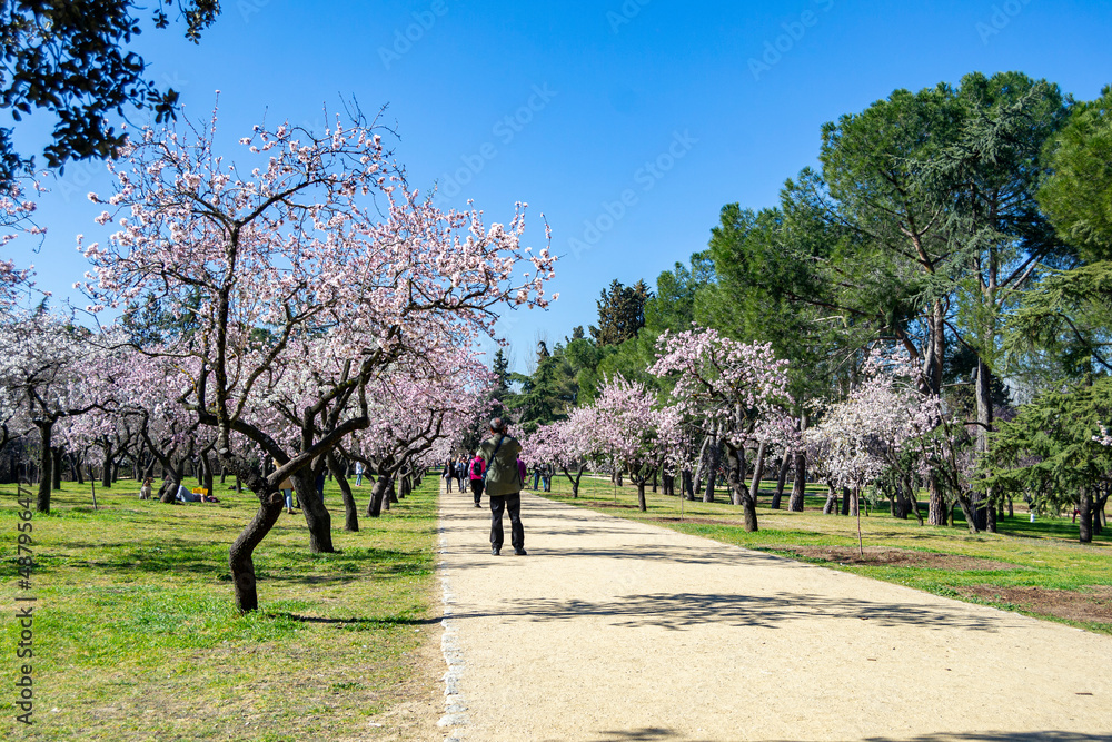 Flowers. The Quinta de los Molinos park in Madrid in full spring bloom of the almond and cherry trees with the white and pink flowers and people strolling through the park, in Spain. Europe. Photo.