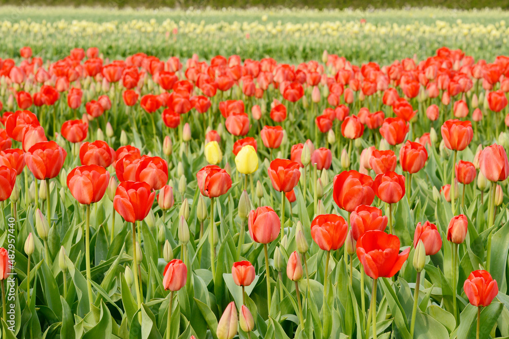 tulips field with red tulips in springtime tulips field with red tulips in springtime