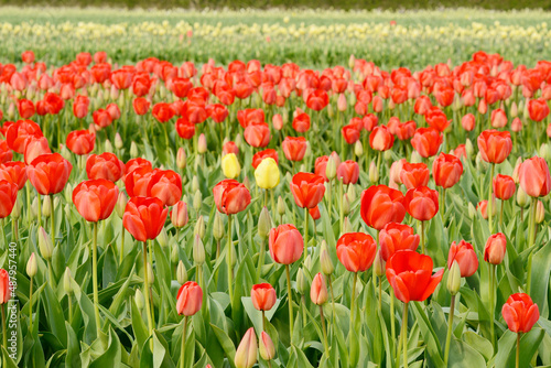 tulips field with red tulips in springtime © Carola Schubbel