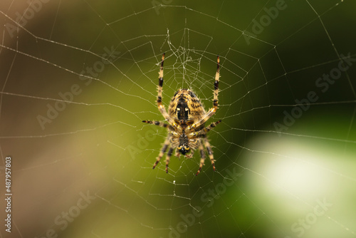 Jardin de Vauville, araignée