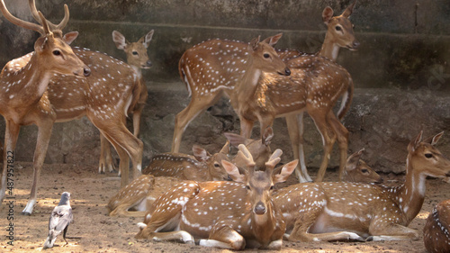 Fotografie Chital Spotted Deer The chital also known as spotted deer