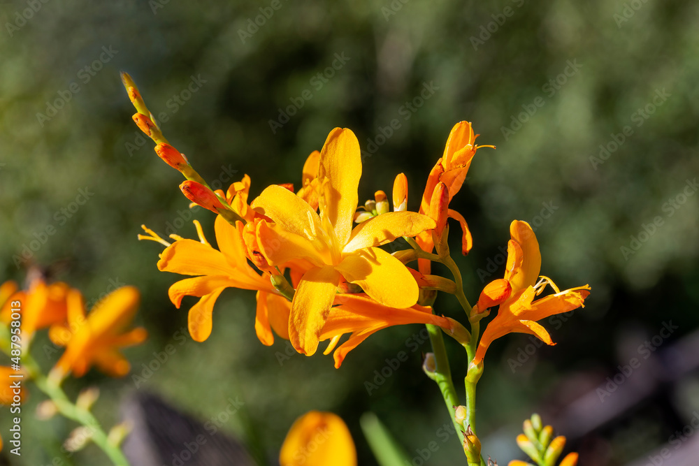 Crocosmia 'George Davidson' a summer autumn flowering plant with an orange yellow summertime flower also known as montbretia, stock photo image Crocosmia 'George Davidson' a summer autumn flowering plant with an orange yellow summertime flower also known as montbretia, stock photo image