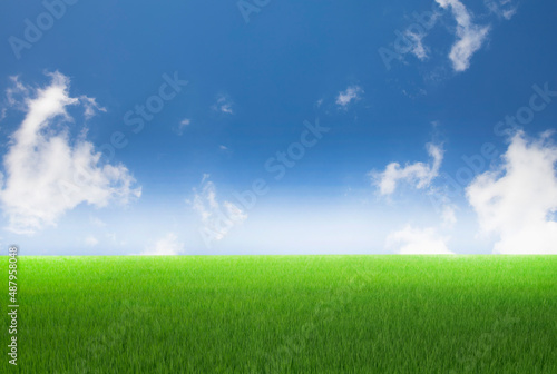 Fototapeta Green meadows with blue sky and clouds background.