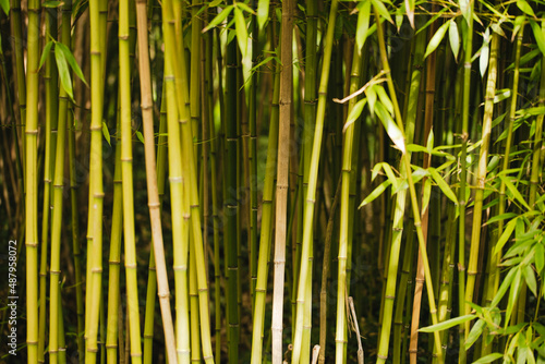 Jardin de Vauville  bambous