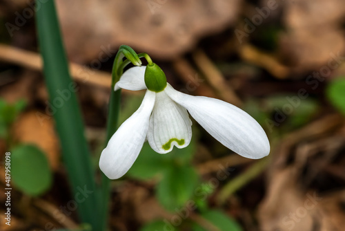 Galanthus 'Brenda Troyle' (snowdrop) a spring winter bulbous flowering plant with a white green springtime flower in January, stock photo image photo