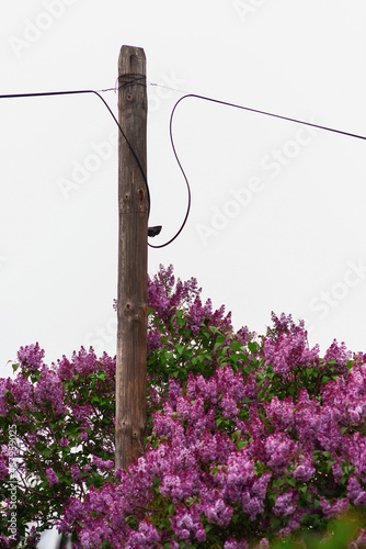Telefoniczny słup otulony fioletowymi, różowymi gałęziami kwiatów wiosennego bzu.