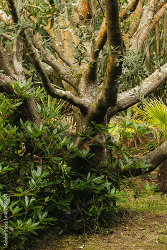 Jardin de Vauville, arbres