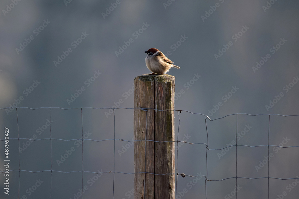 Φωτογραφία Ein Spatz sitzt an einem frühen Morgen allein auf einem Zaunpfahl (Totale)