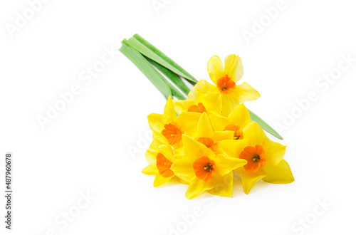 Spring floral border, beautiful fresh daffodils flowers, isolated on white background. Selective focus