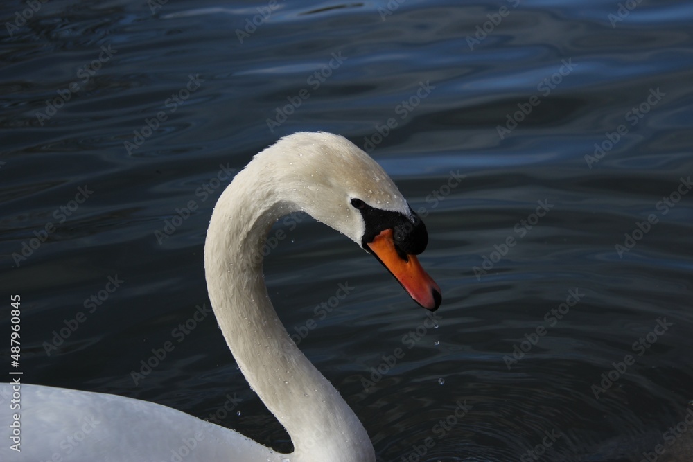 Fototapeta premium beautiful white swan on a lake in Cirencester, Uk