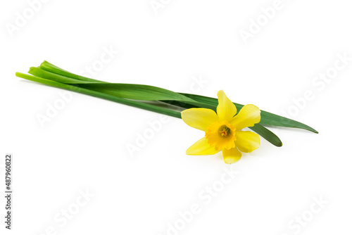 Spring floral border, beautiful fresh daffodils flowers, isolated on white background. Selective focus