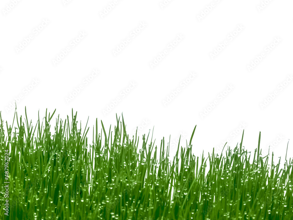 Obraz premium herbes mouillées sur fond blanc 