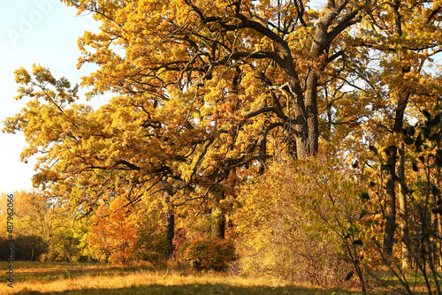 View of autumn trees in park