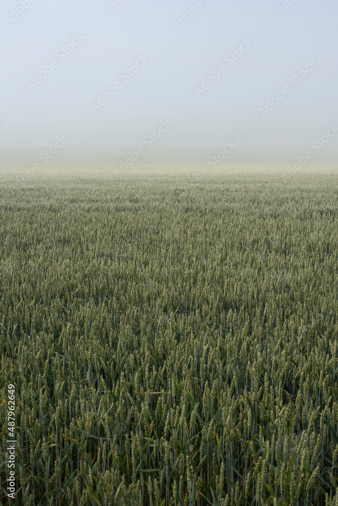 view over a wheat field on a misty morning