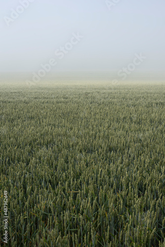 view over a wheat field on a misty morning