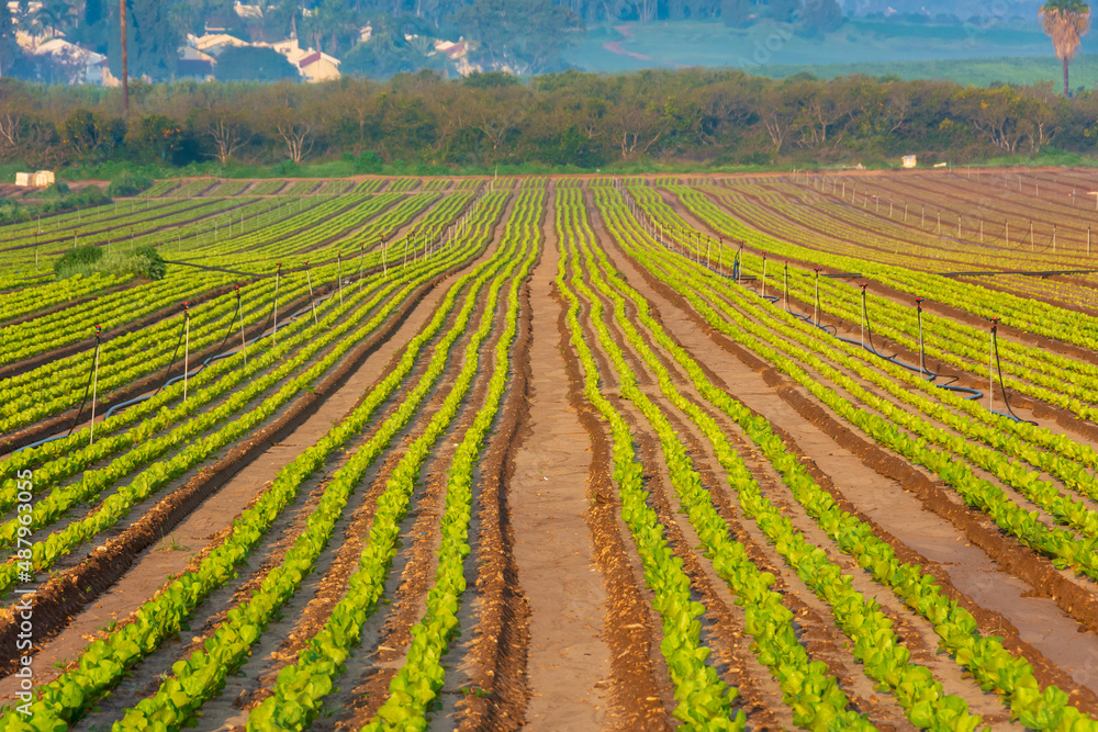 Irrigated fields in Israel