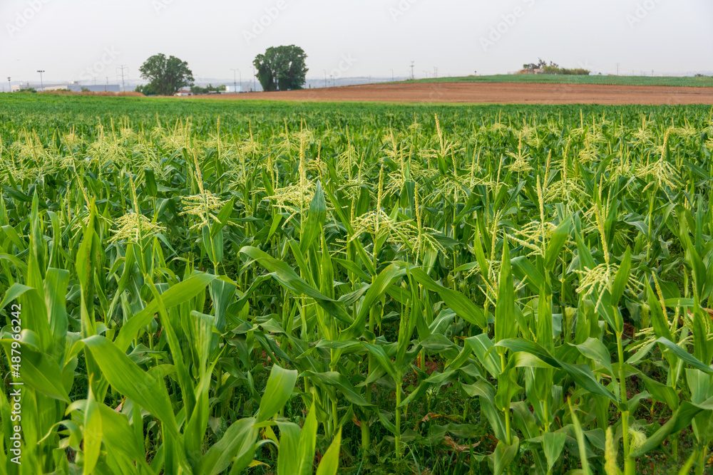 Fields of young corn in Israel Fields of young corn in Israel